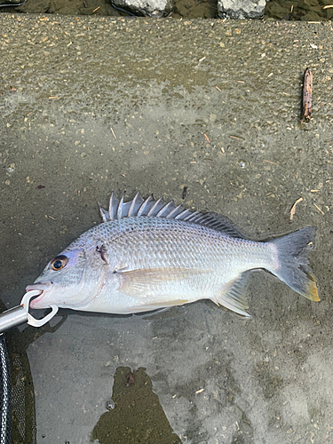 キビレの釣果