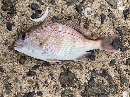 マダイの釣果