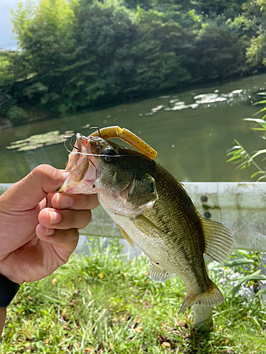 ラージマウスバスの釣果