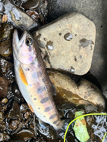 ヤマメの釣果