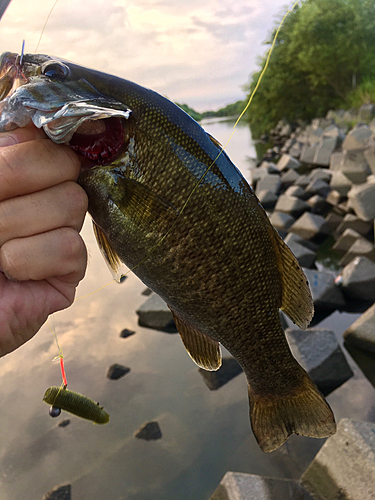 スモールマウスバスの釣果