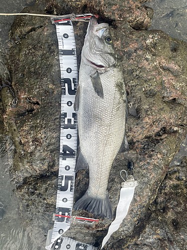 ヒラスズキの釣果