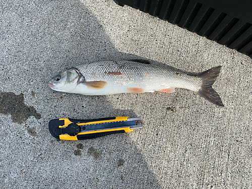 ウグイの釣果