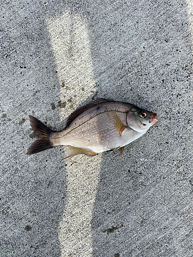 ウミタナゴの釣果