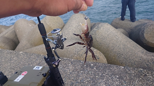 カニの釣果