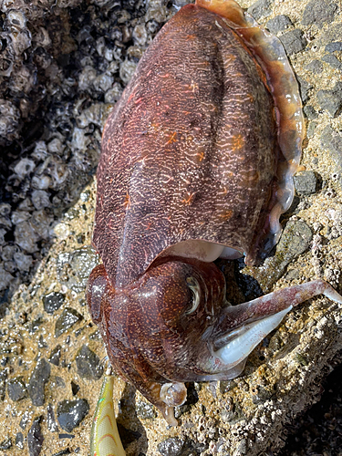 コウイカの釣果