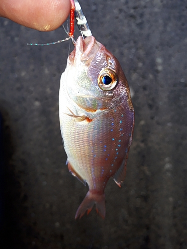 チャリコの釣果