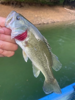 ラージマウスバスの釣果