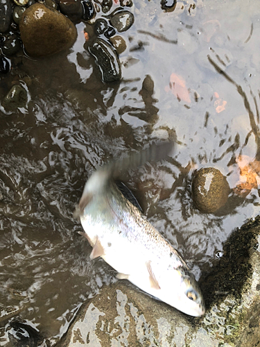 ニジマスの釣果