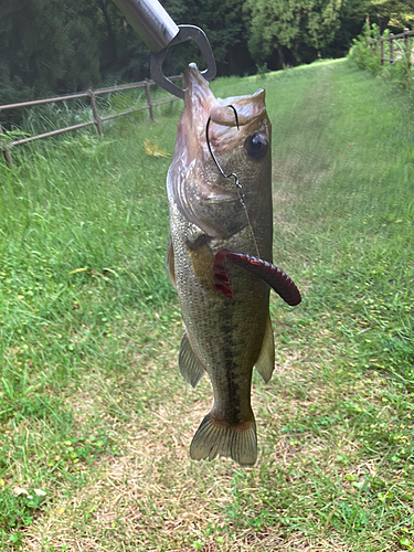 釣果