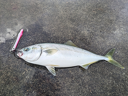 ワカシの釣果