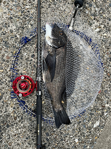 クロダイの釣果