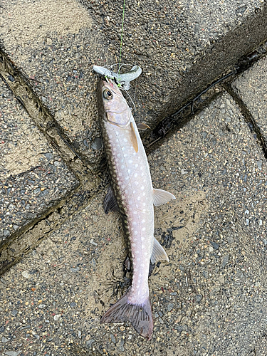 アメマスの釣果