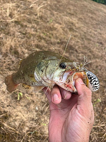 ラージマウスバスの釣果