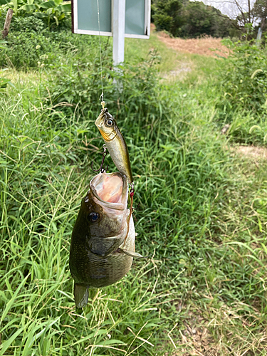 ブラックバスの釣果