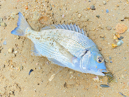 ミナミクロダイの釣果