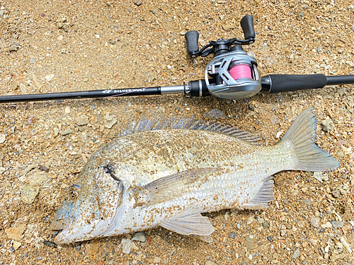 ミナミクロダイの釣果