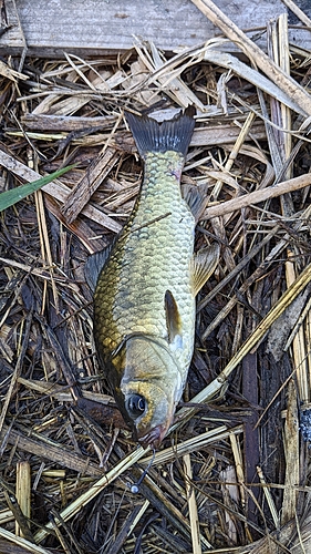 フナの釣果