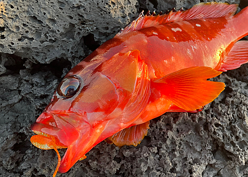 アカハタの釣果