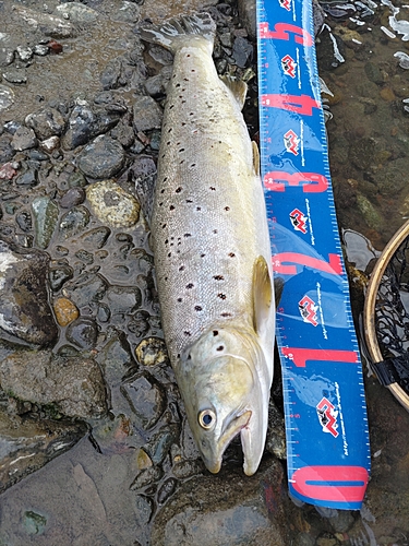 ブラウントラウトの釣果