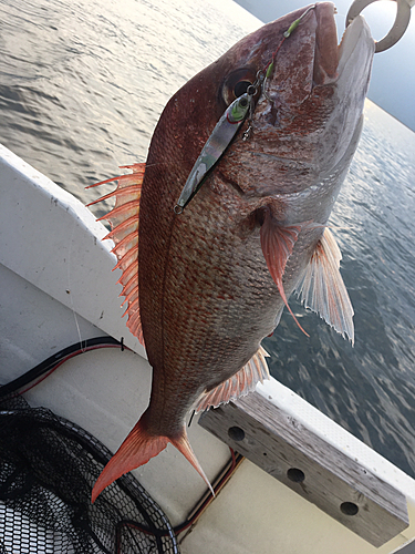 マダイの釣果