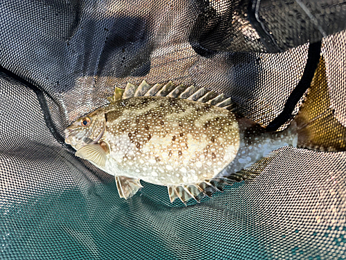 アイゴの釣果