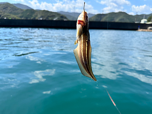 ゴンズイの釣果