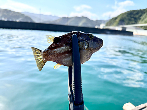 キタマクラの釣果