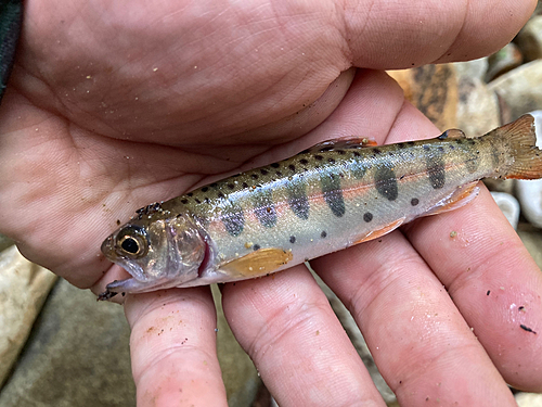 ヤマメの釣果