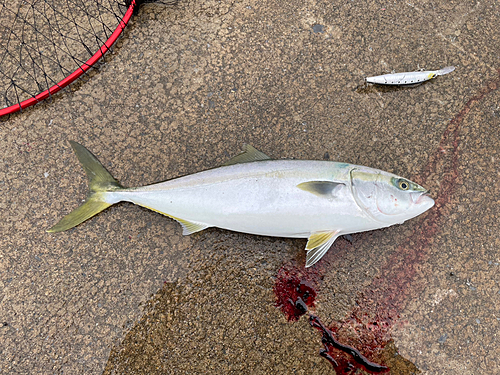 フクラギの釣果