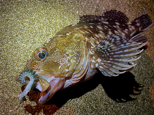 カサゴの釣果