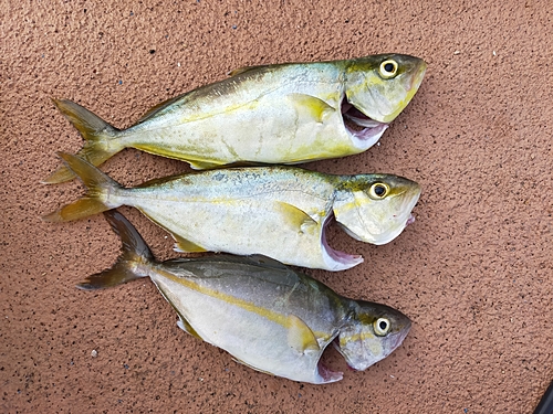 ショゴの釣果