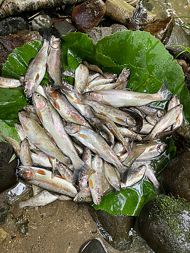 ニジマスの釣果