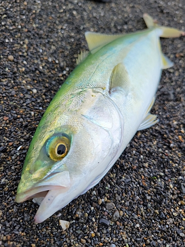 ワカナゴの釣果