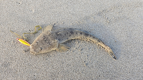 マゴチの釣果