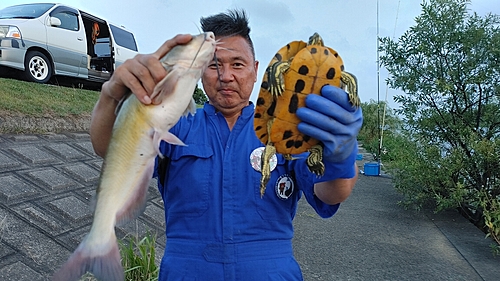 アメリカナマズの釣果