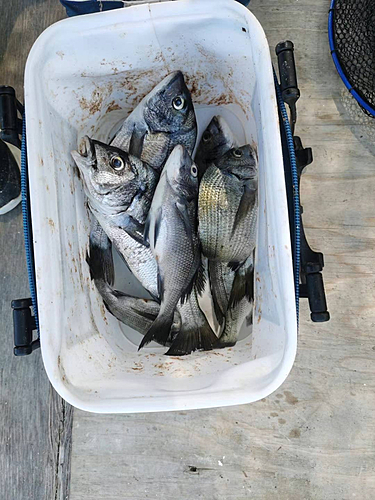 クロダイの釣果