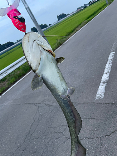 ナマズの釣果