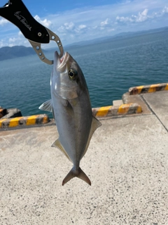 ネリゴの釣果