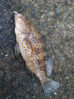 オオモンハタの釣果