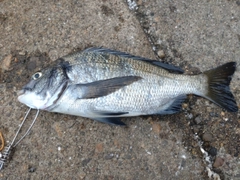 クロダイの釣果