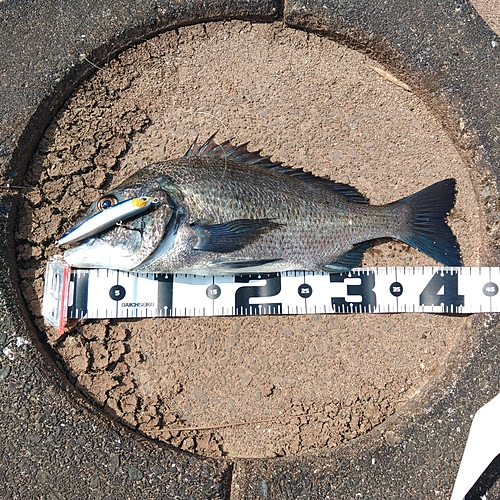 クロダイの釣果