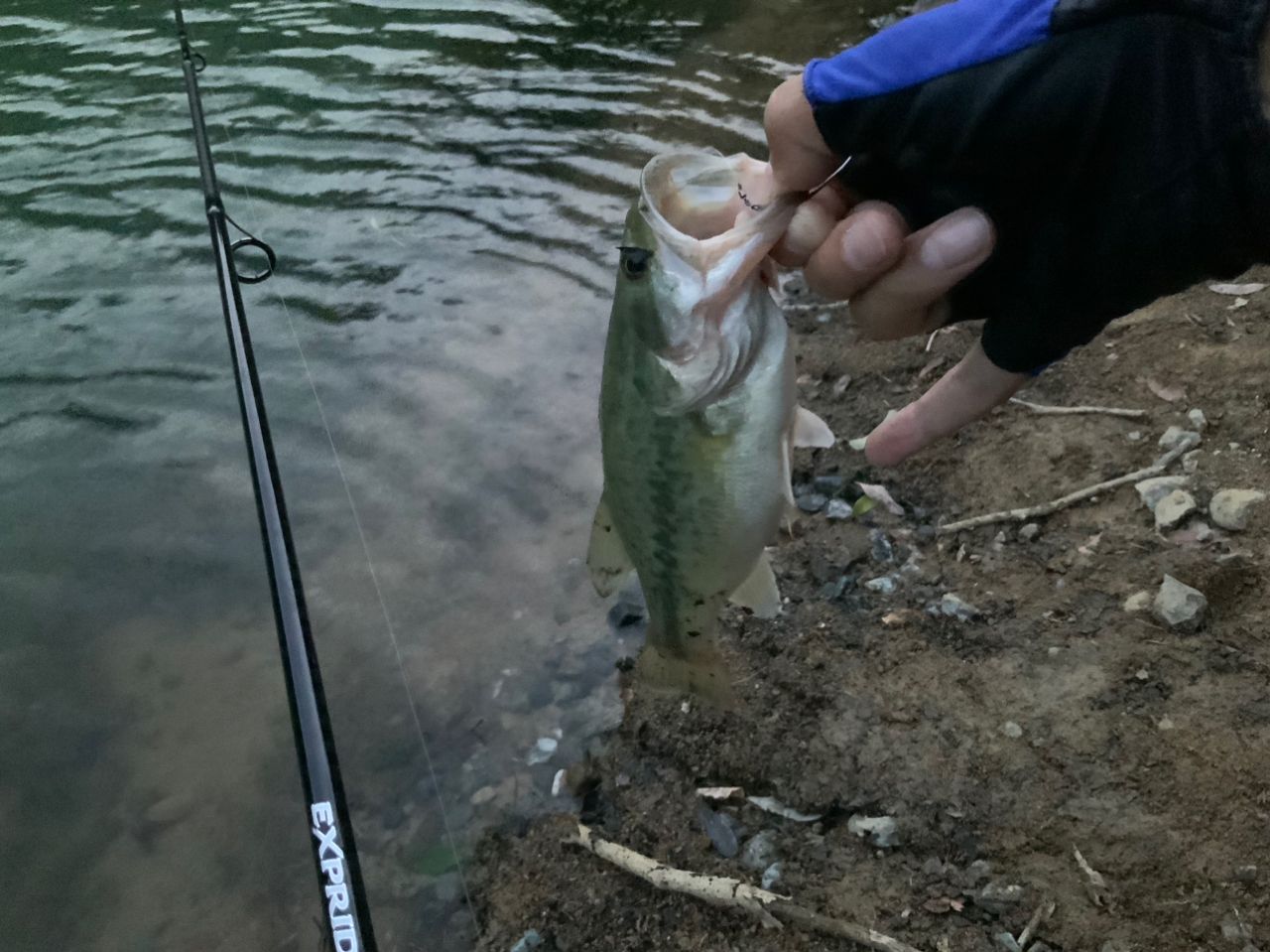 ラージマウスバス