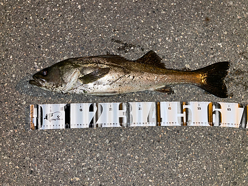 シーバスの釣果