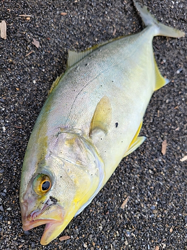 カンパチの釣果