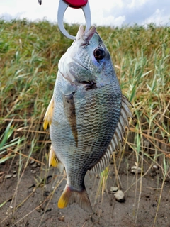 キビレの釣果