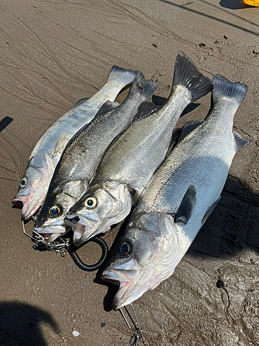 ヒラスズキの釣果