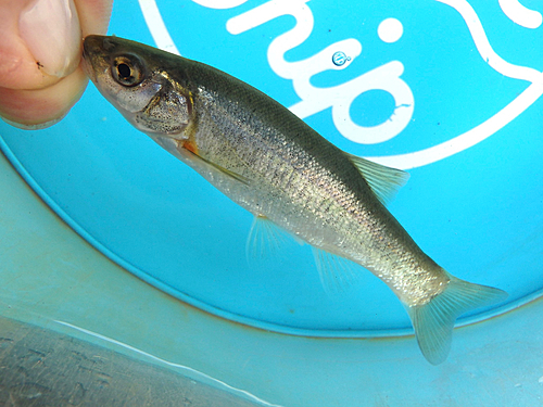 アブラハヤの釣果