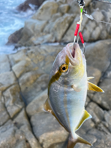 カンパチの釣果