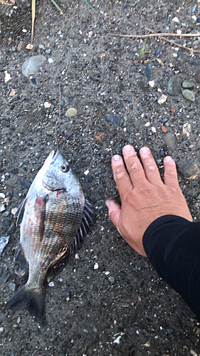 ウナギの釣果